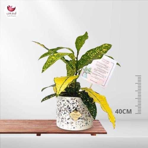 نبات الكروتون الصفراء