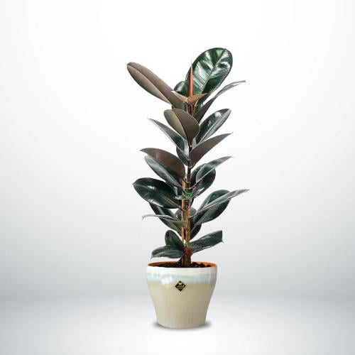 Ficus Abidjan plant