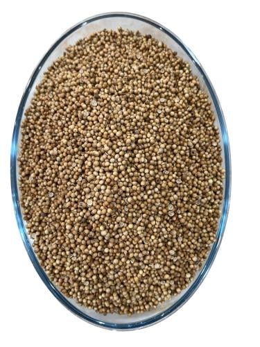 كزبرة سوري محموسة