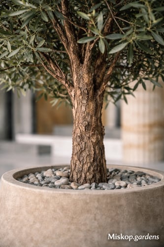 شجر زيتون جذع طبيعي 250 سم