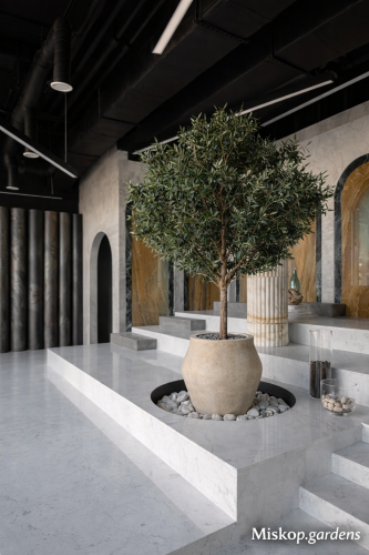 شجر زيتون جذع طبيعي 250 سم