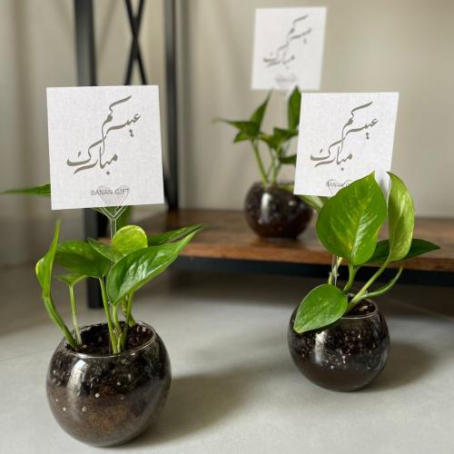 نبتة بوتس طبيعية مع كرت عيدكم مبارك