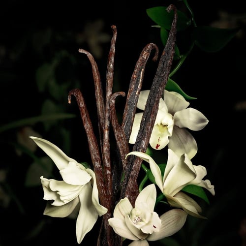 اف سان لوران بيبي كات رو بوربون أو دو برفيوم 100 م...