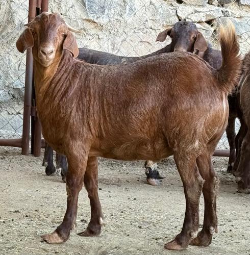 تيس ادهم محايلي / SH-2