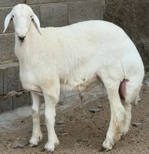 خروف حري/ SH-3