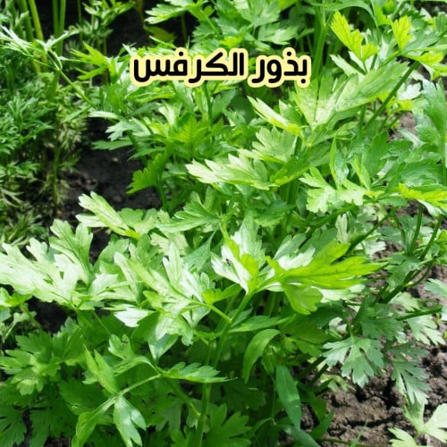 بذور الكرفس (25 بذرة)