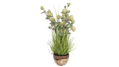 شتلة هايدرانجا ورد ابيض