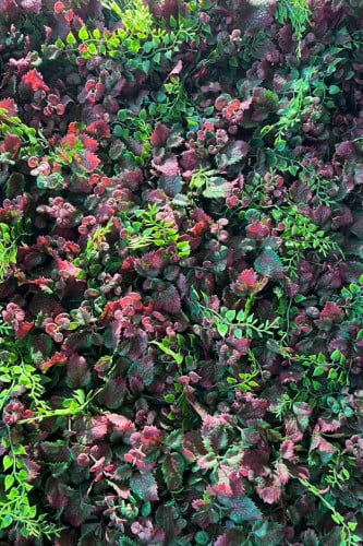 عشب جداري سيينا