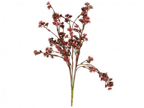 شتلة البرقوق الحمراء