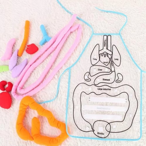 مريلة جسم الانسان