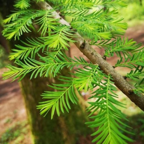 بذور شجرة تاكسوديم (Taxodium distichum)