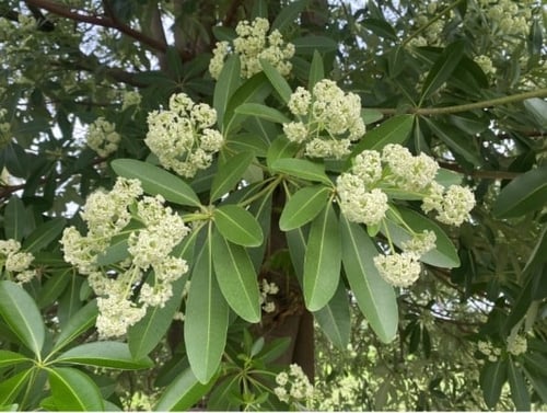 بذور شجرة الستونيا (مليون زهرة)