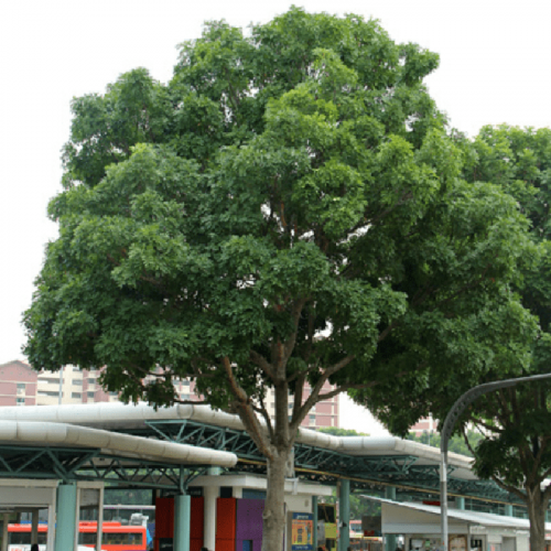 بذور شجرة الماهوجني الأفريقي