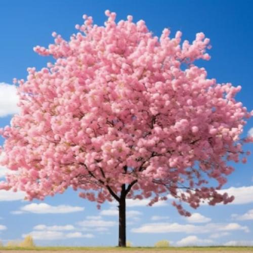 بذور شجرة ساكورا (الكرز اليابانية) Prunus serrulat...