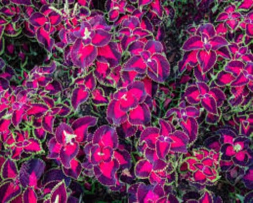 بذور زهرة السجاد (Coleus Blumei)