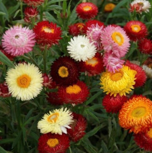 بذور زهرة الهلكريزم