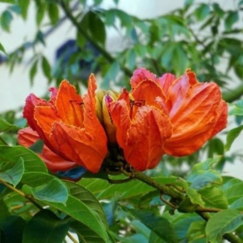 بذور شجرة الخزامى الأفريقية Spathodea campanulata