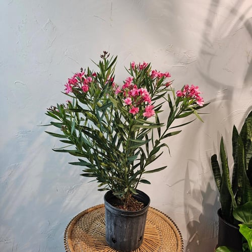 بذور شجرة الدفلة الوردي (Nerium oleander)