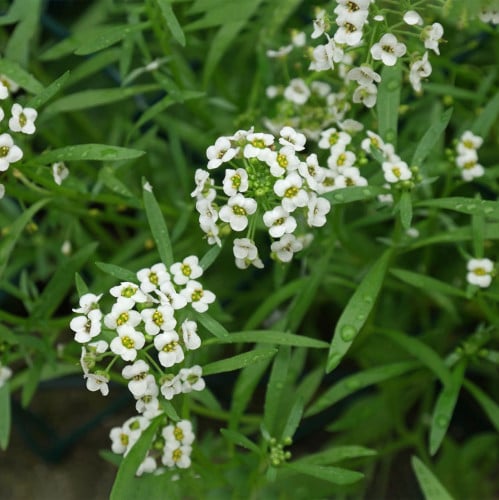 بذور زهرة الاليسم (الايسم)