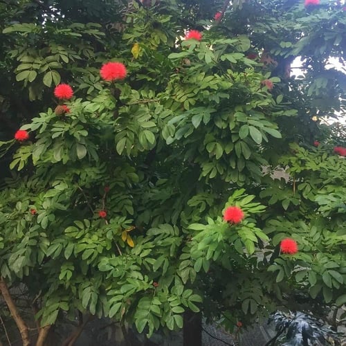 بذور شجرة كلياندرا (Calliandra)