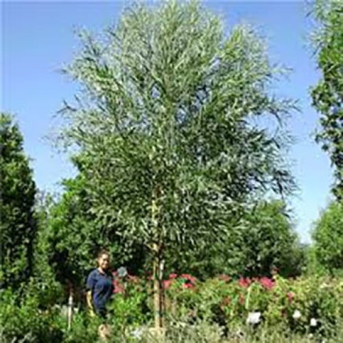 بذور شجرة أكاسيا ساليجنا