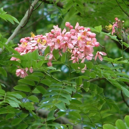 شجرة كاسيا جرانديز Cassia Grandis