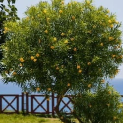 بذور شجرة تيفيتيا الصفراء (Thevetia peruviana)