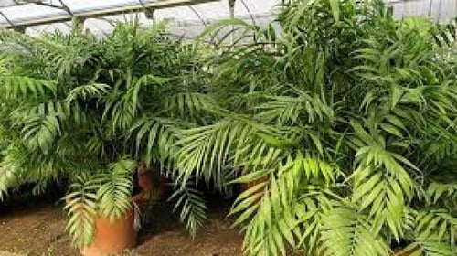 بذور نخيل شاميدوريا (Chamaedorea elegans)