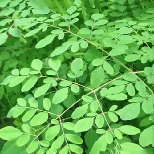 مورينجا ستينو بيتالا Moringa Stenopetala