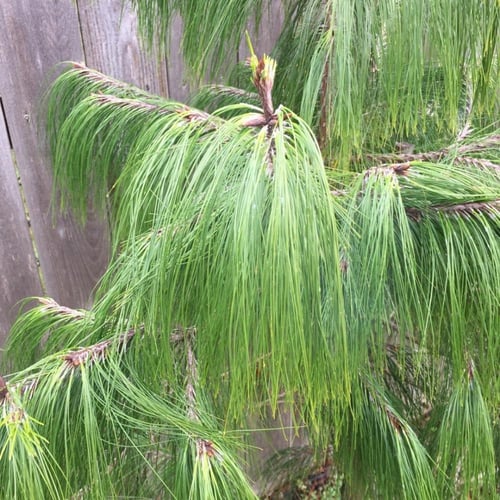 بذور شجرة الصنوبر الهندي (Pinus roxburghii)