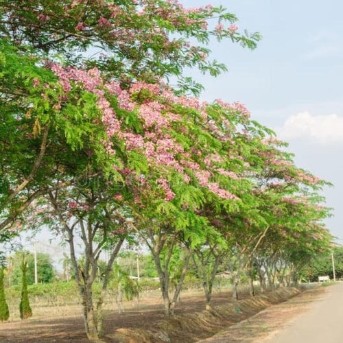 شجرة كاسيا جرانديز Cassia Grandis