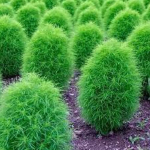 بذور مكنسة الجنة ، كوشيا ، كوكيا