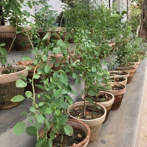 بذور شجرة السرسوع أو السيسم