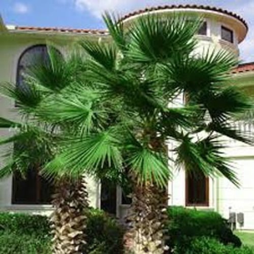 بذور نخيل واشنطونيا