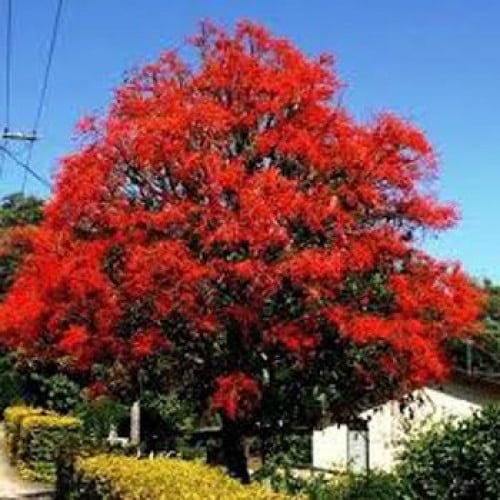 بذور شجر الأستركوليا