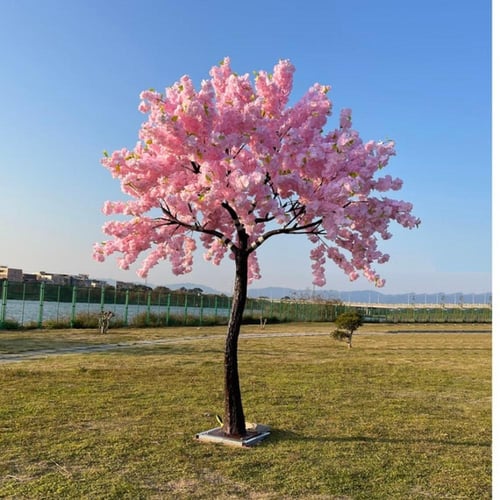 بذور شجرة ساكورا (الكرز اليابانية) Prunus serrulat...
