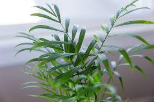 بذور نخيل شاميدوريا (Chamaedorea elegans)