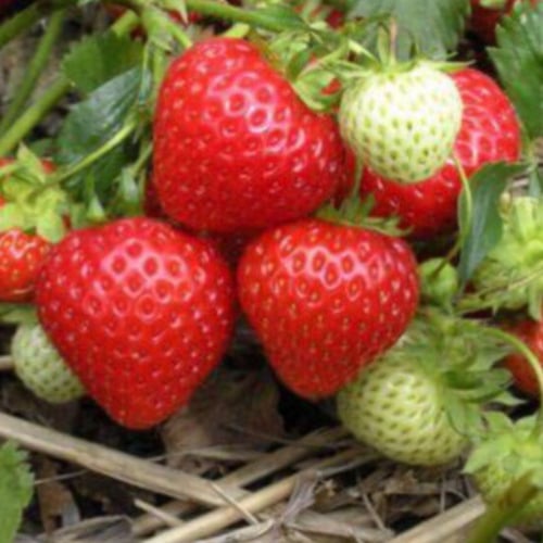 بذور نبات الفراولة