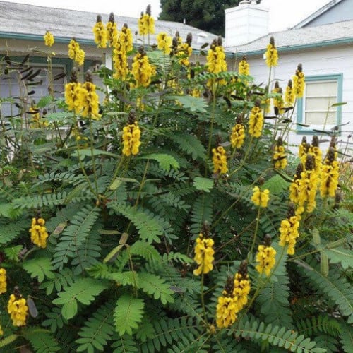 بذور كاسيا ديديموبوتريا الشمعدان البني