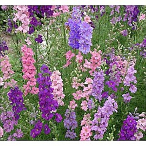 بذور زهرة الدلفينيوم (العائق)