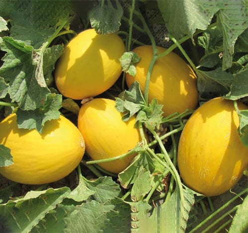 بذور نبات الشمام