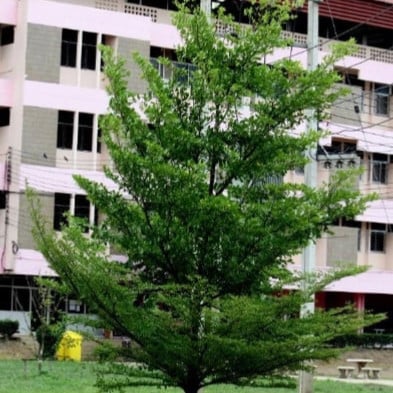 بذور شجرة ترمناليا منتالي