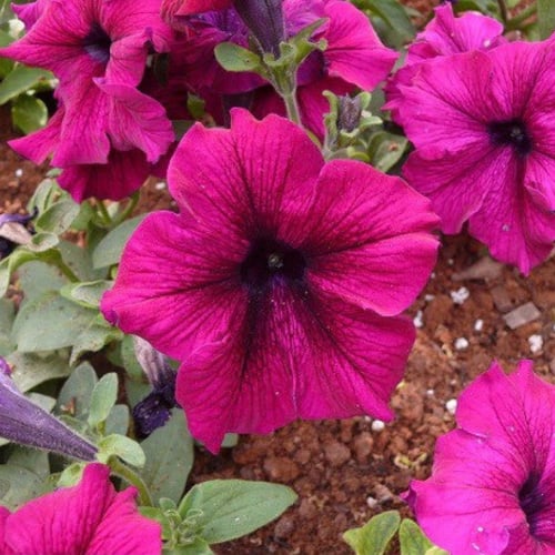 بذور زهور البتونيا