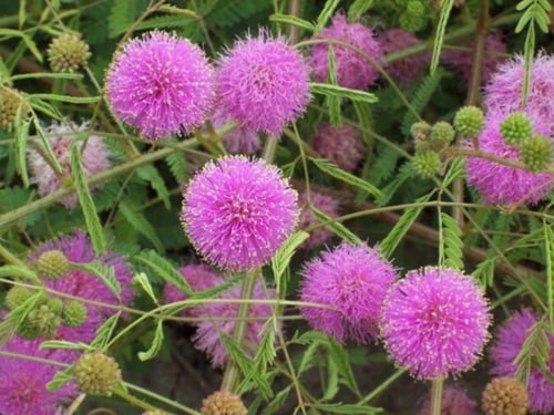 بذور نبات المستحية (الخجولة)