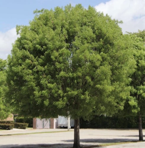 بذور شجرة الماهوجني الأسباني