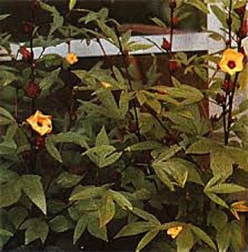 بذور شجيرة الكركديه