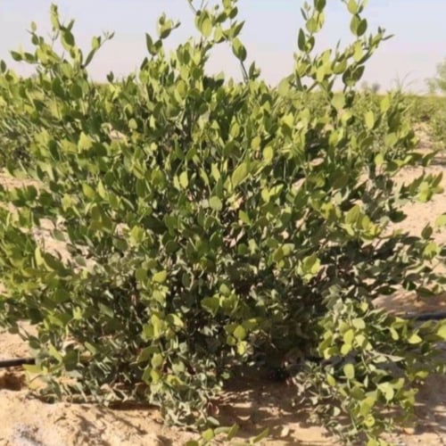 بذور شجرة الجوجوبا