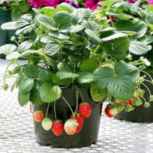 بذور نبات الفراولة