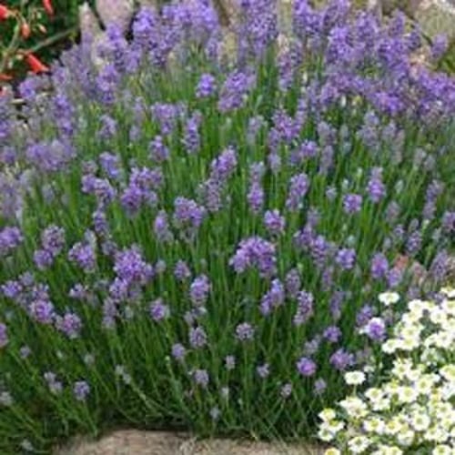 بذور اللافندر