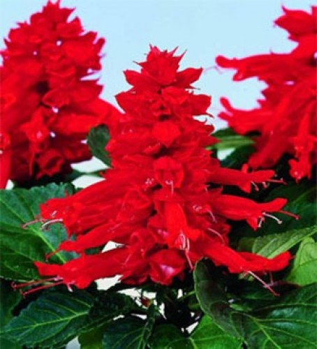 بذور نبات زهرة سلفيا الحمراء